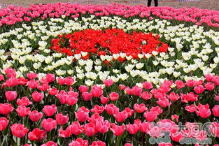 鎮(zhèn)平首屆精品花卉博覽會(huì)3月30日盛大啟幕，芝櫻爛漫，花果飄香